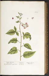 Plate 34, bittersøt søtvier, bittersøt, fra "A Curious Herbal"