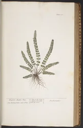 Tallerken 370, fra 