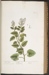 Tallerken 372, fra 