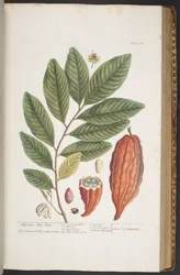 Tallerken 373, fra 