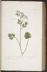 Tallerken 374, fra 'A Curious Herbal'