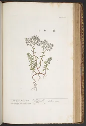 Tallerken 428, fra 'A Curious Herbal'