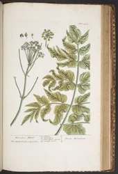 Tallerken 434, fra 