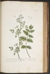 Tallerken 442, fra 