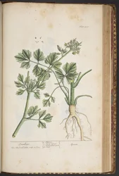 Tallerken 443, Smallage, fra 'A Curious Herbal'