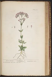 Tallerken 452, fra 