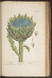 Tallerken 458, Artichoke, fra 'A Curious Herbal'