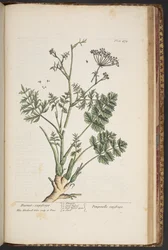Tallerken 472, fra 'A Curious Herbal'