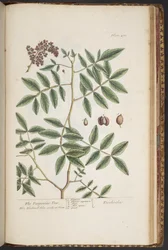 Tallerken 478, fra 'A Curious Herbal'