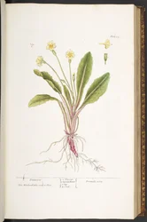 Tallerken 52, Primrose, fra 