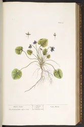 Tallerken 55, March Violet, fra 