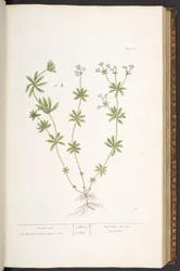 Plate 60, tretak fra 