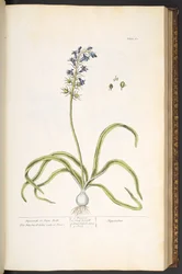 Plate 61, Hyacinth eller Hare Bells, fra 'A Curious Herbal'