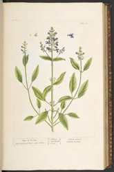 Tallerken 71, fra 'A Curious Herbal'