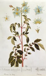 Potetblomster, tallerken fra 'Herbarium Blackwellianum' utgitt 1757 i Nürnberg, Tyskland (fargegravering)