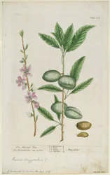 Prunus amygdalis dulcis. Søt mandel, 1737.