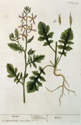 Rocket, plate 242 fra 'A Curious Herbal', utgitt 1782 (fargegravering)