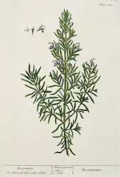 Rosmarinus Officinalis, fra 