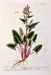 Sorrel, plate 230 fra 