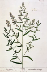 Estragon, plate 116 fra 