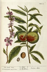 Ferskentreet