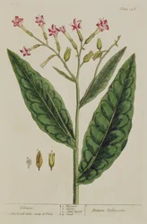 Tobakk, tallerken 146 fra 