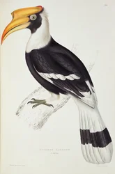 Buceros cavatus, fra «Et århundre med fugler fra Himalayafjellene», 1830-32, av John Gould (1804-81)