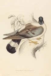 Columba Leuconota (snødue)