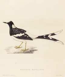 Enicurus Maculatus (flekket gaffelhale)