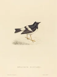 Enicurus Scouleri (lille gaffelhale)