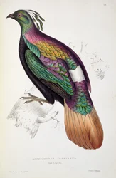 Himalayamonalfasan, fra «A Century of Birds from the Himalaya Mountains», 1830-32, av John Gould (1804-41)