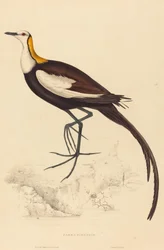 Parra Sinensis (Fasanhalejakana)