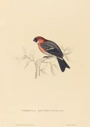 Pyrrhula Erythrocephala (rødhåret oksefink)