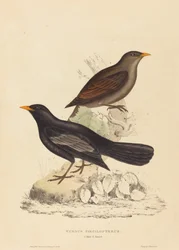 Turdus Poecilopterus (aztekertrost)