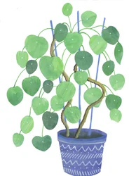 Pilea-plante, 2017 (akvarell og collage)