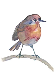 Robin, 2017 (akvarell)