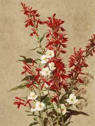 Kardinalblomster