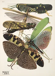 Tallerken 8 fra Insectes, pub. 1930-tallet (pochoir-trykk)