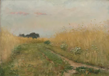 Sommerlandskap - Kornåker
