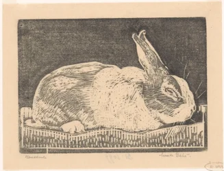 Kanin