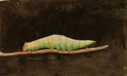 Større flekket strandbladkantlarve, studie for boken *Skjul farge i dyreriket*