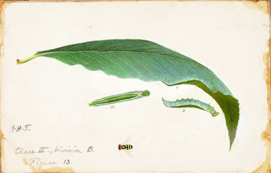 Upspotted Beach Leaf Edge Caterpillar, studie for boken Concealing Coloration in the Animal Kingdom
