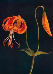 Leopard Lily, c1915, 1915