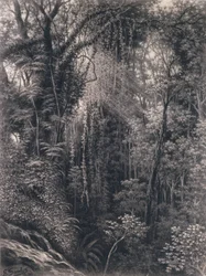 Utsikt over kløften over Apia, Upolu, Vest-Samoa, 1877 (kull på papir)