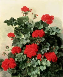 Røde pelargonier. Maleri av Emmy Marie Caroline Thornam (1852–1935). Olje på lerret. Privat samling.