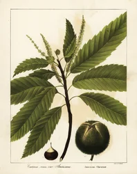 Amerikansk kastanje, Castanea dentata Castanea vesca var