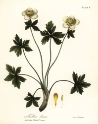 Amerikansk klodeblomst eller amerikansk spredende klodeblomst, Trollius laxus
