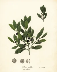 Appalachian te, fargestoffblader, eviggrønne vinterbær, gallebær og blekkbær, Ilex glabra