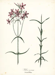 Markiset phlox, Phlox aristata
