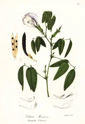 Sommerfuglerter, atlantiske duevinger eller Maryland clitoria, Clitoria mariana